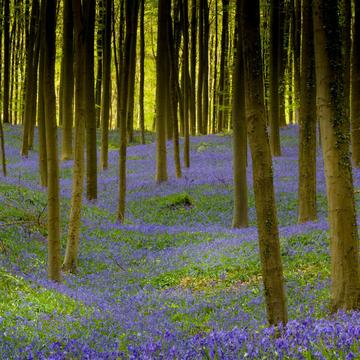 Fairytale forest, Belgium