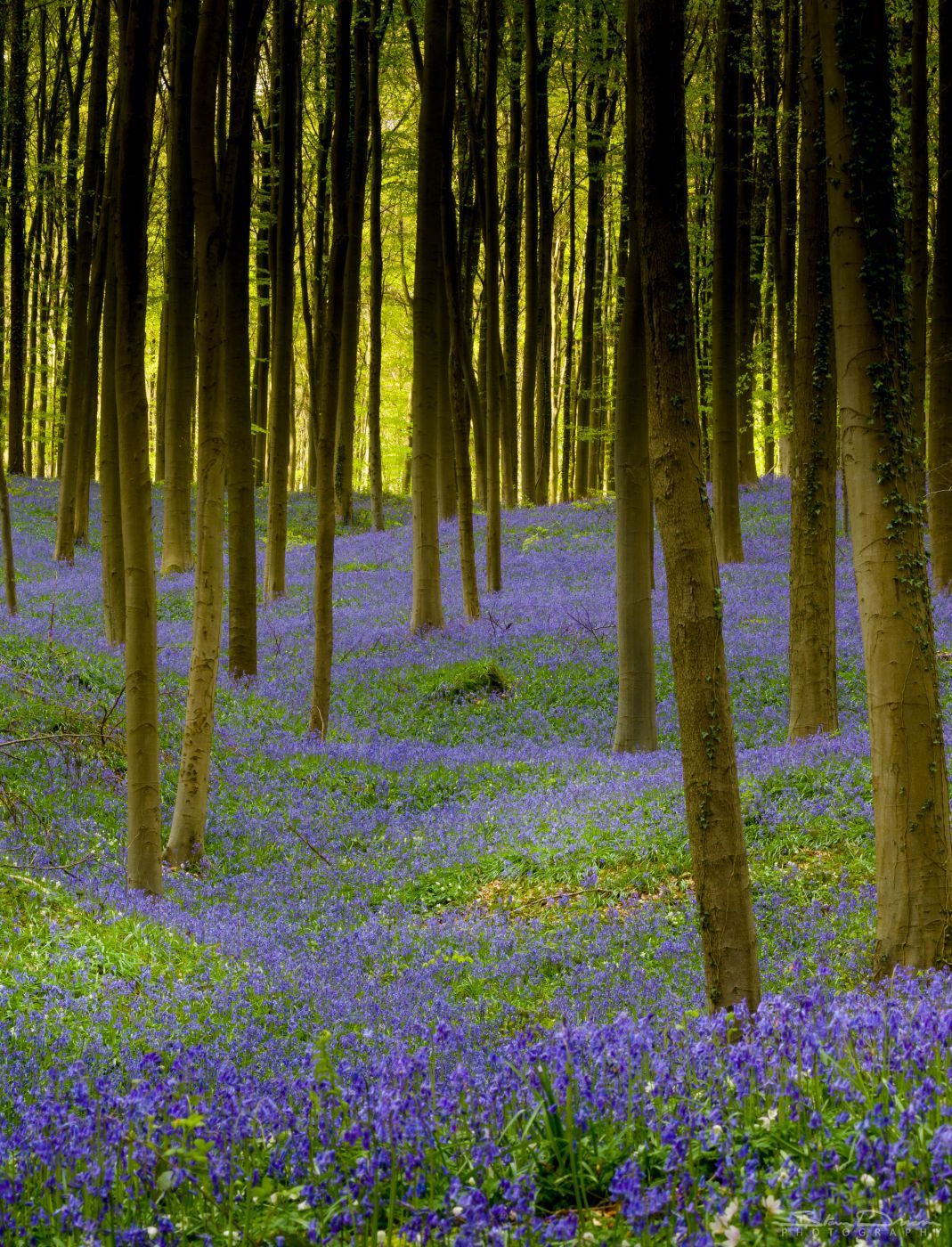 Fairytale forest, Belgium