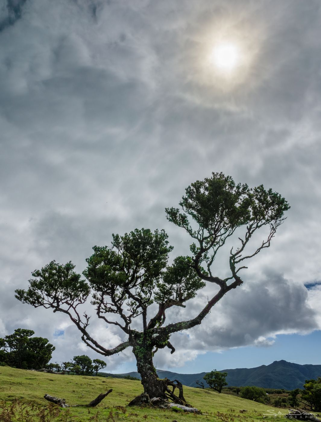 Fog Forest Fanal, Madeira, Portugal