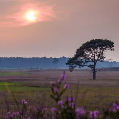 Heath at sunset, Belgium