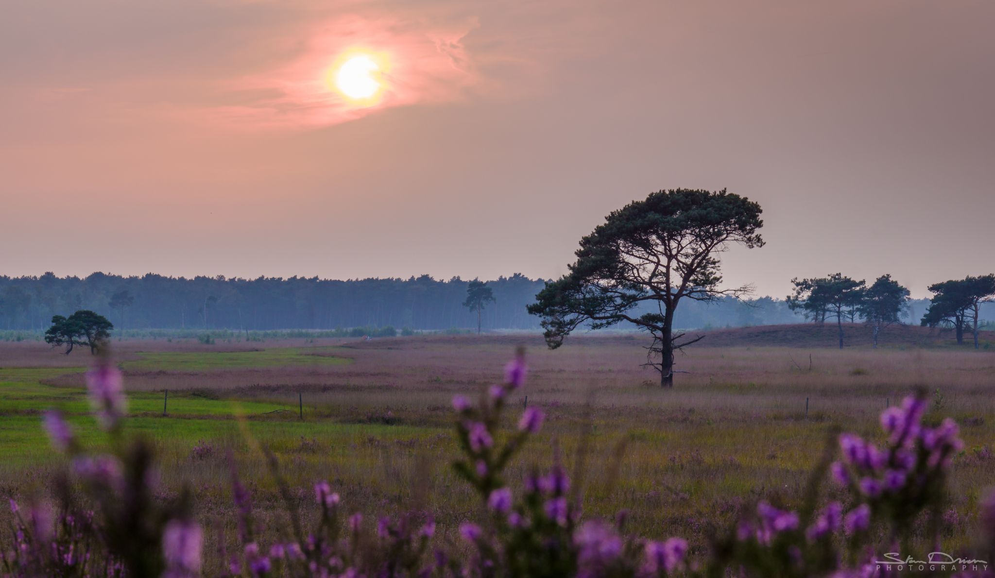 Heath at sunset, Belgium