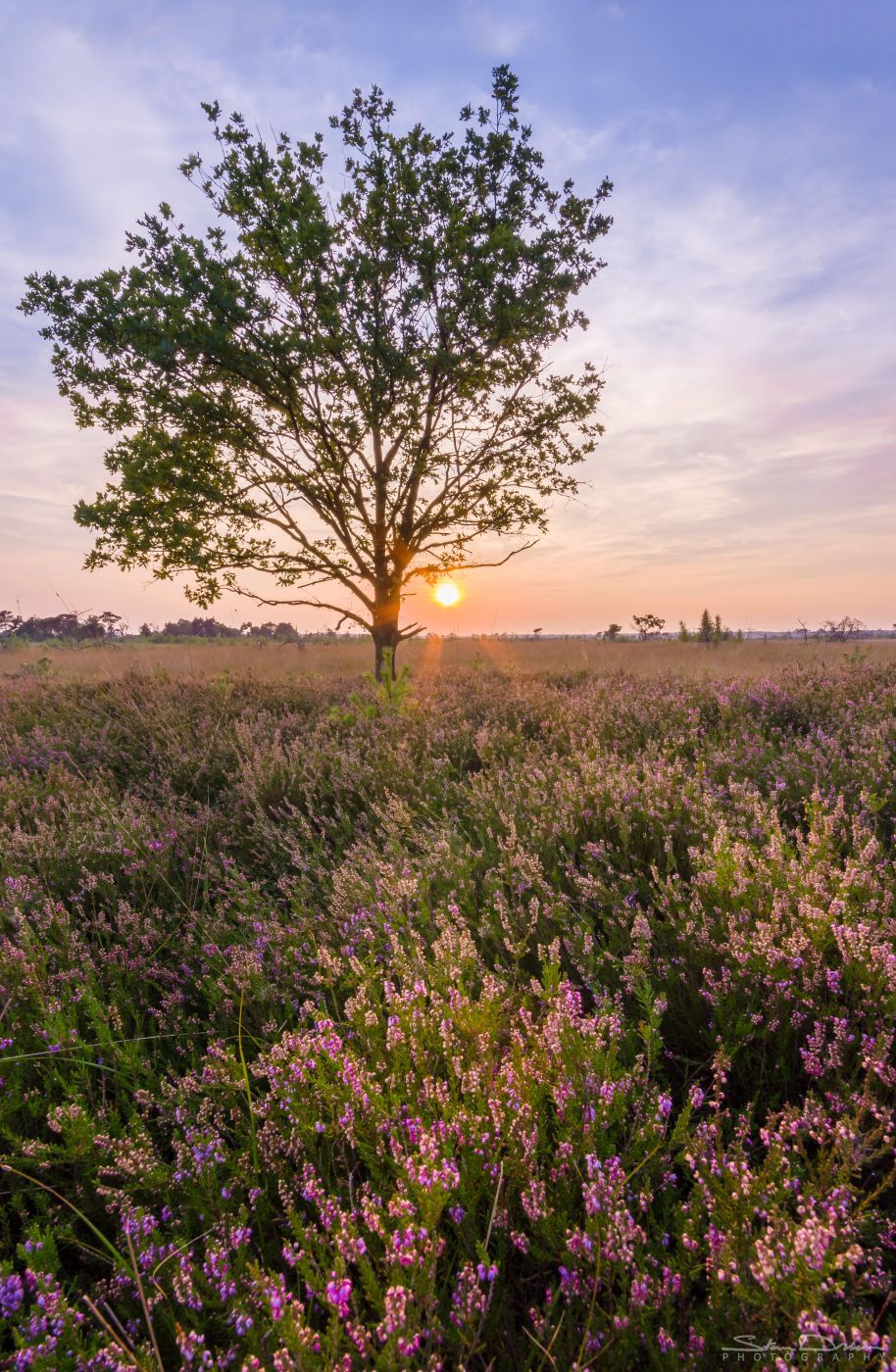 Heath at sunset II, Belgium