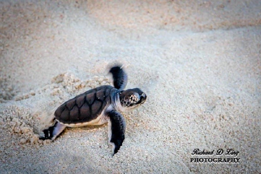 Heron Island, Australia