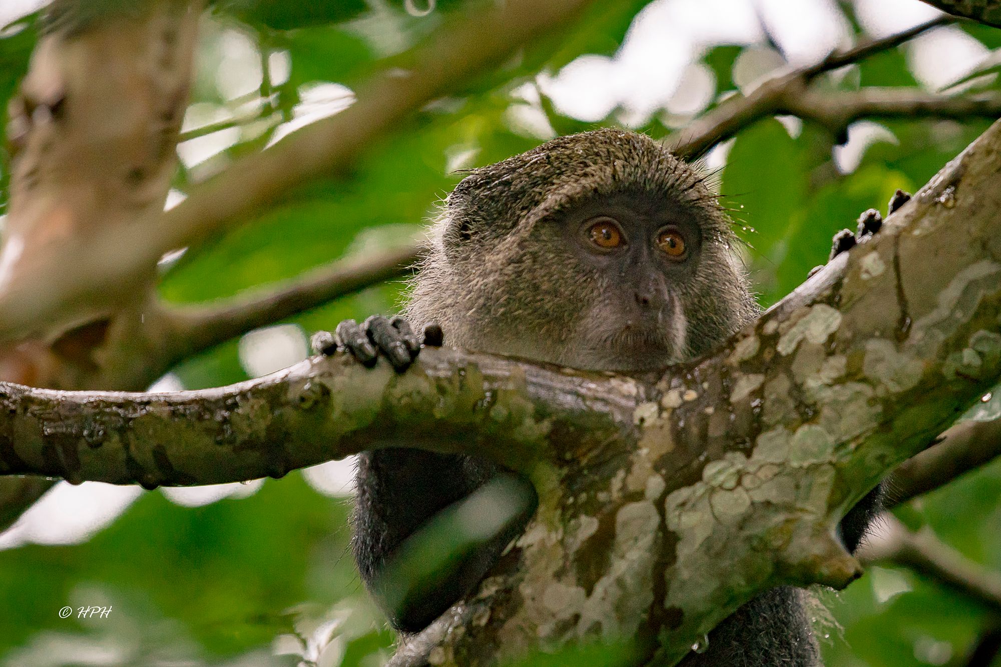 Jozani National Forest, Tanzania