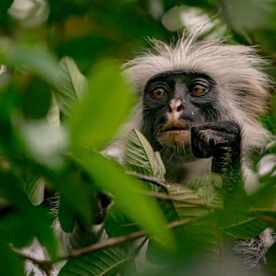 Jozani National Forest, Tanzania