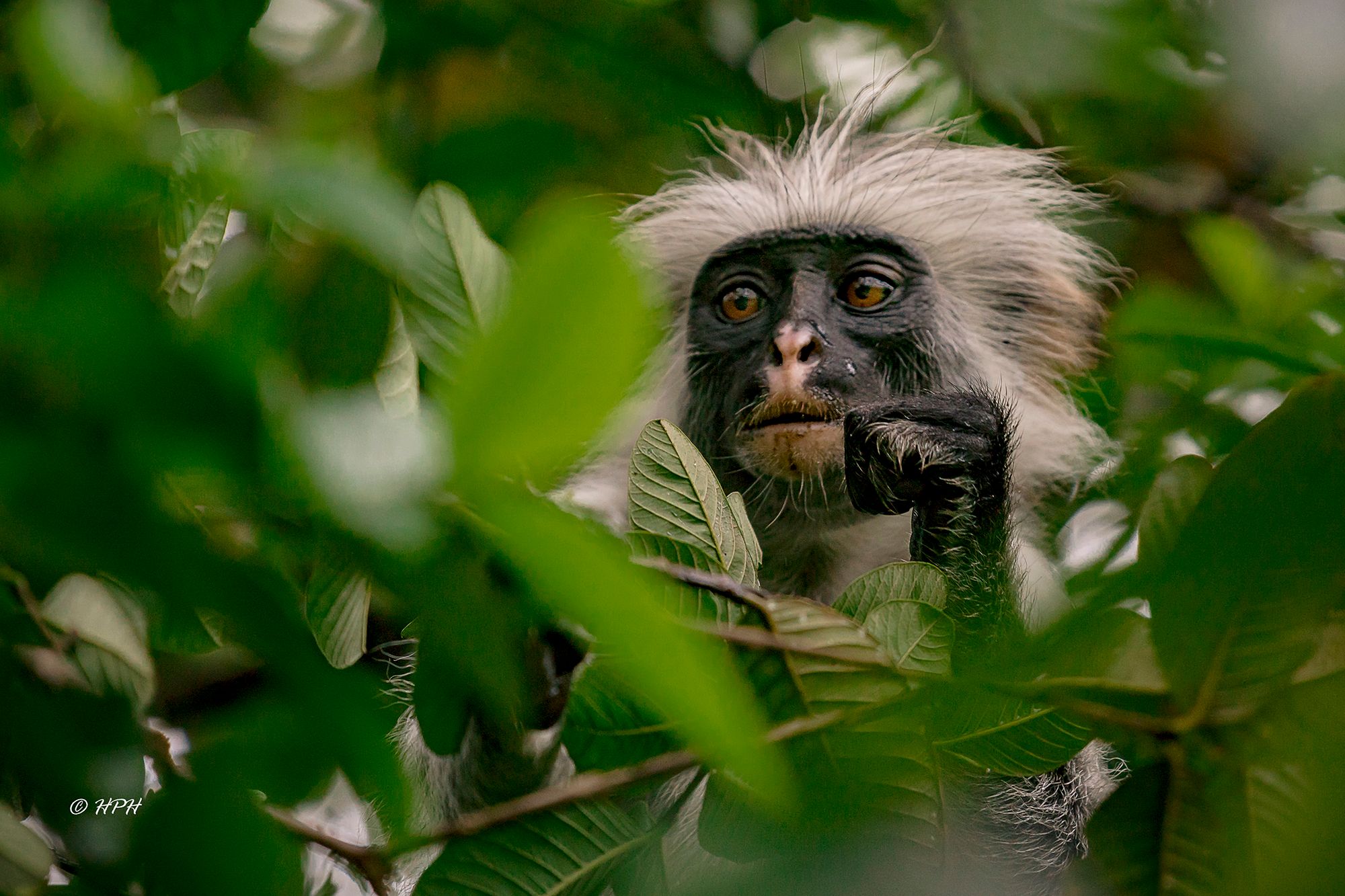 Jozani National Forest, Tanzania
