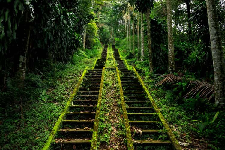 Jungle Stairs