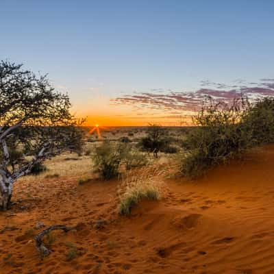 Kalahari Red Dunes, Namibia