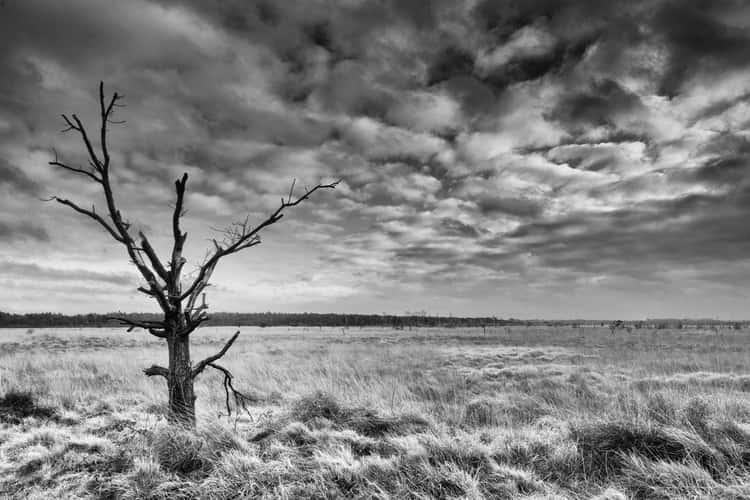 Kalmthoutse Heide during winter