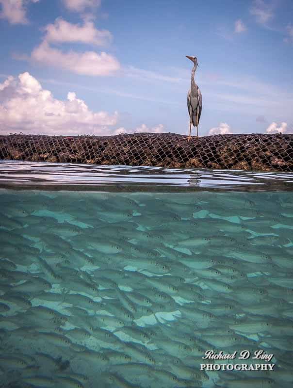 Kurumba Island, Maldives