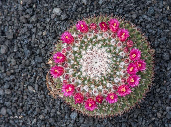 Jardín de Cactus, Lanzarote