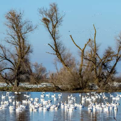 Merced National Wildlife Refuge, USA