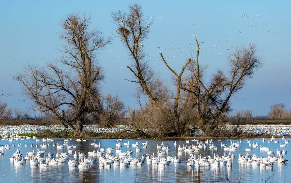 Merced National Wildlife Refuge, USA