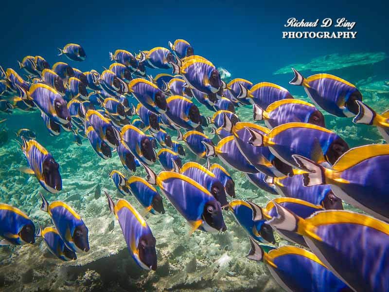 Mirihi Island, Maldives