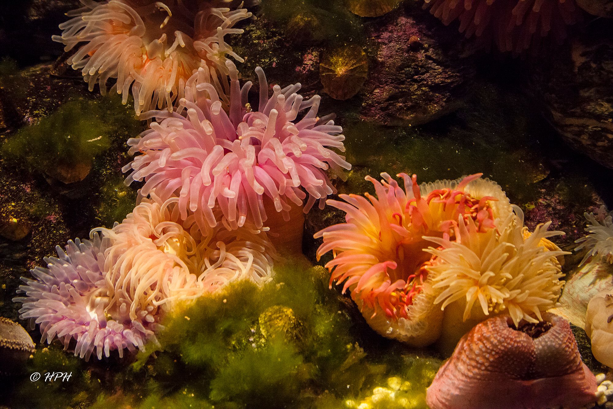 Ozeaneum Stralsund, Germany