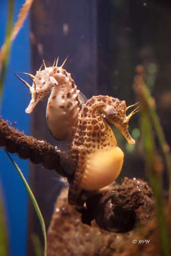 Ozeaneum Stralsund