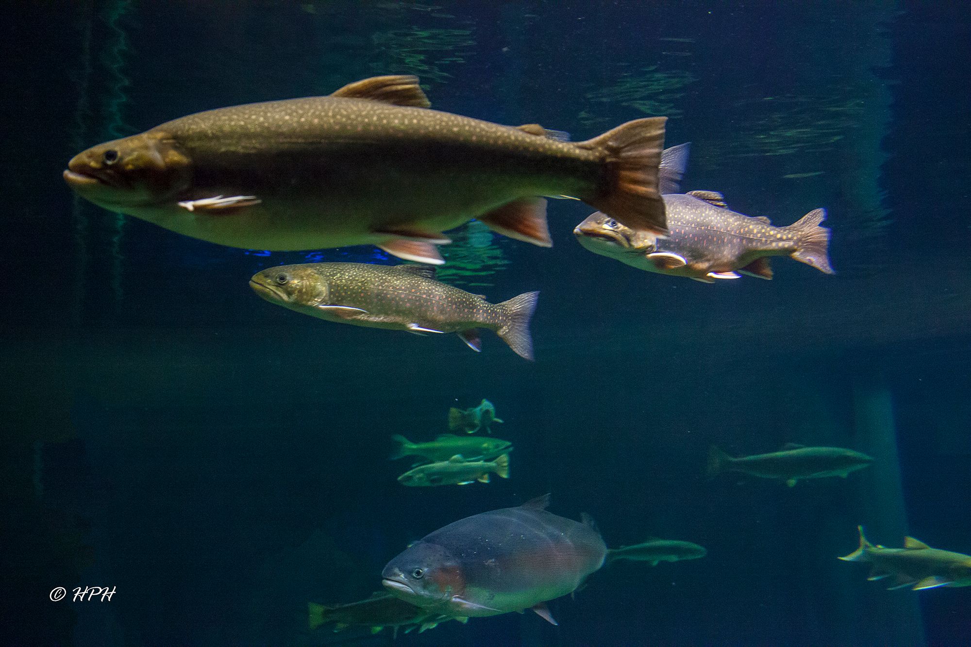 Ozeaneum Stralsund, Germany