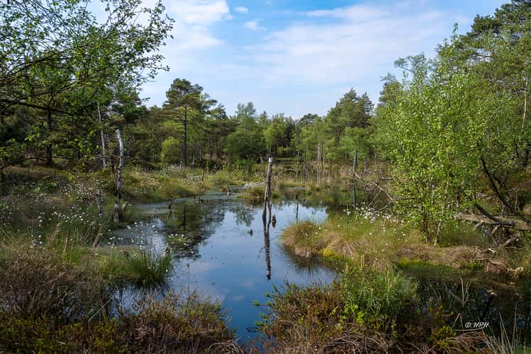 Pietzmoor