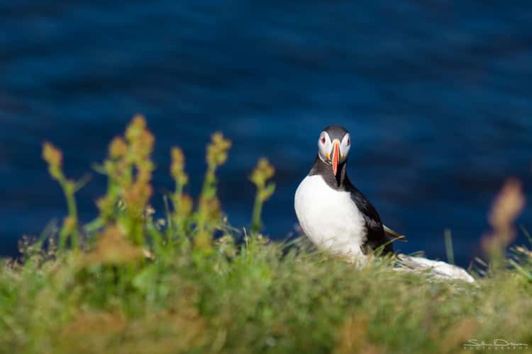 Puffin rock