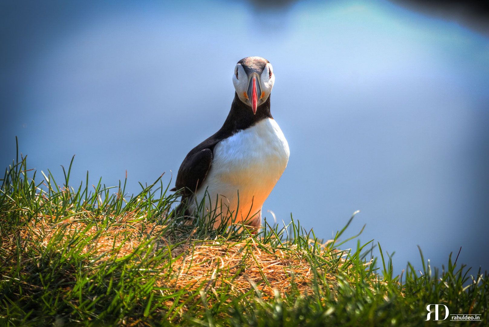 Puffins in the south of Iceland, Iceland