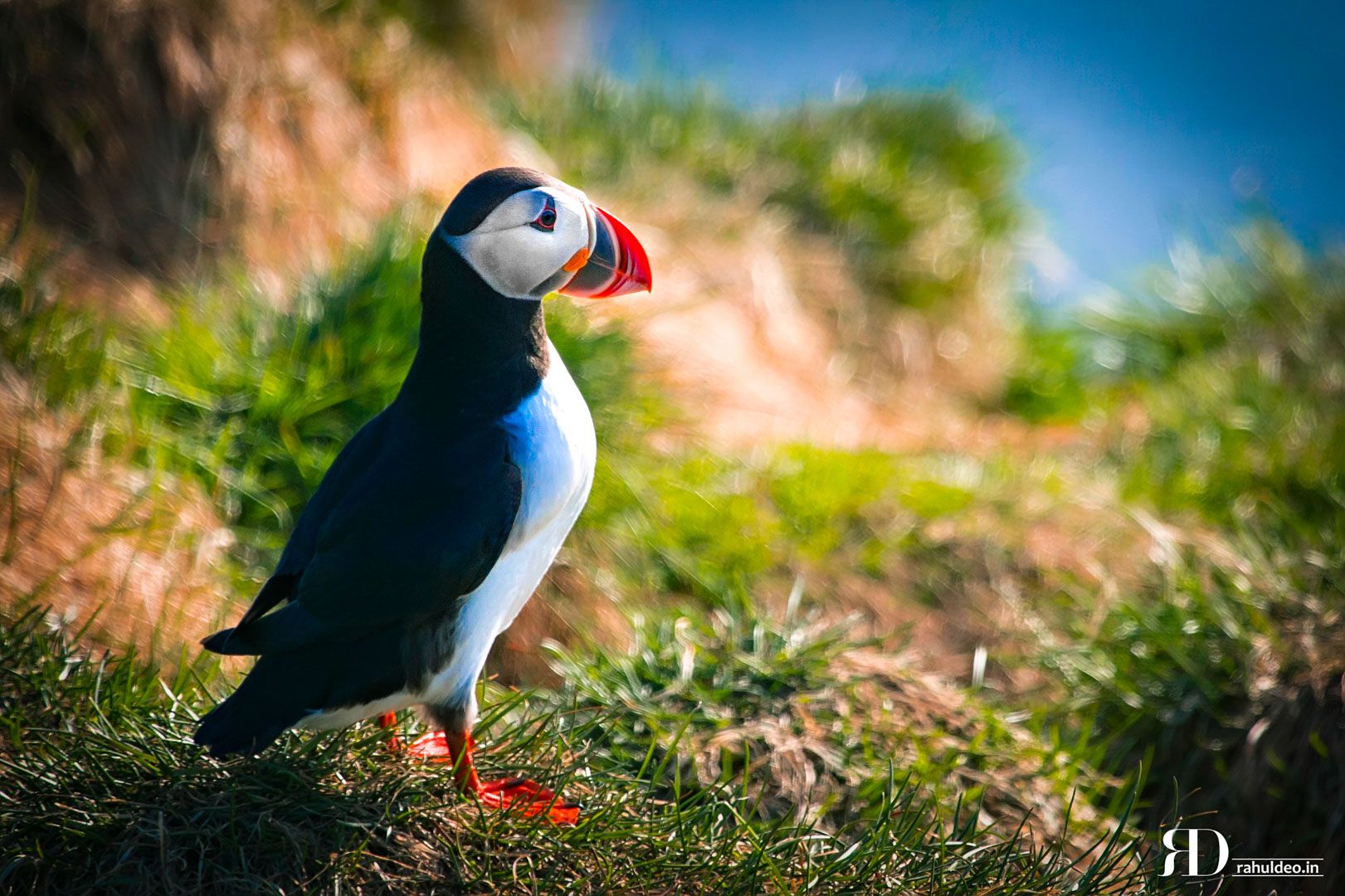 Puffins in the south of Iceland, Iceland