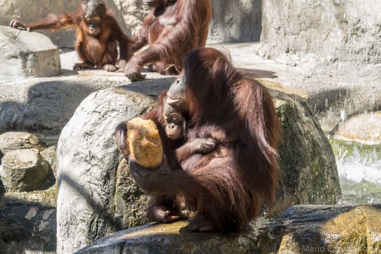 Tampa City Zoo