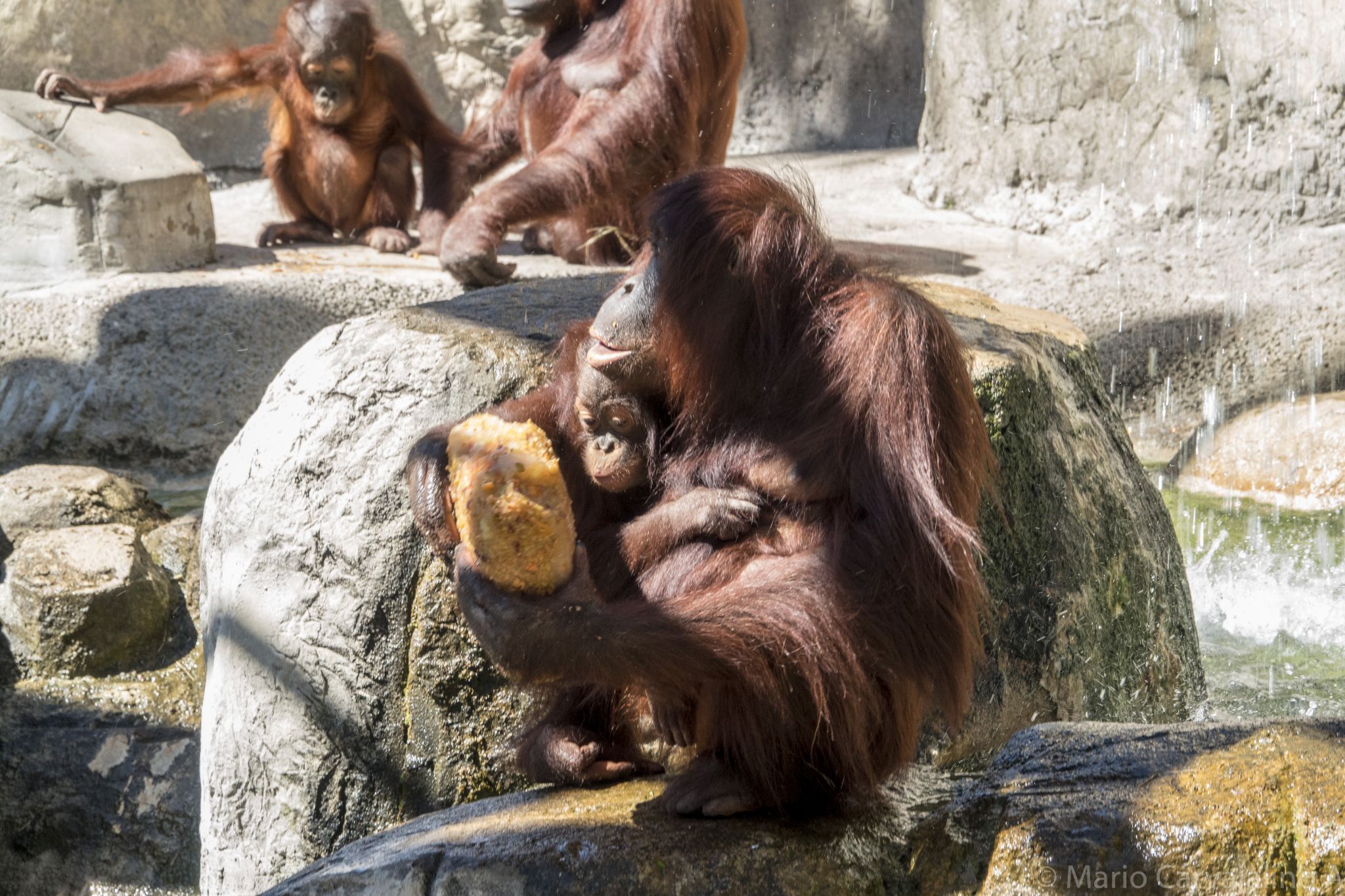 Tampa City Zoo, USA
