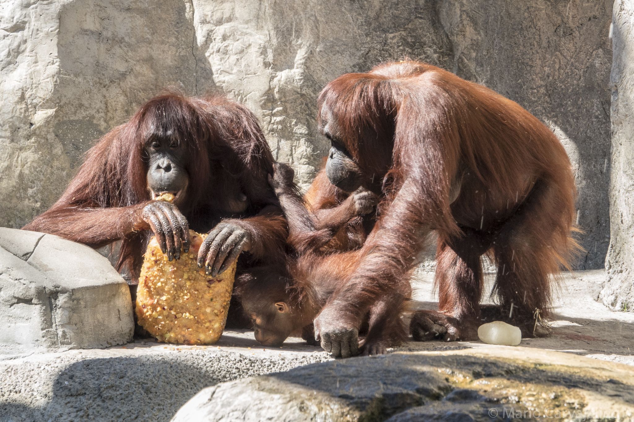 Tampa City Zoo, USA