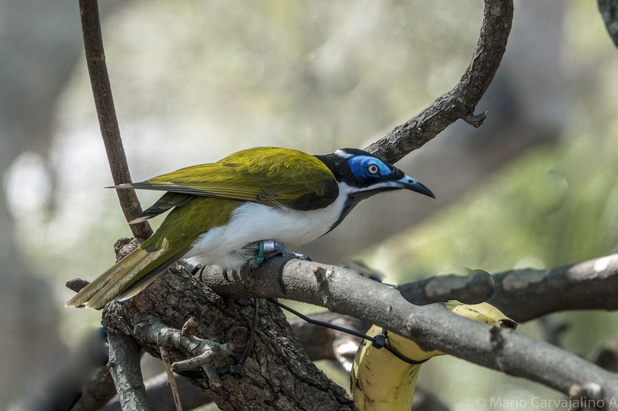 Tampa City Zoo, USA