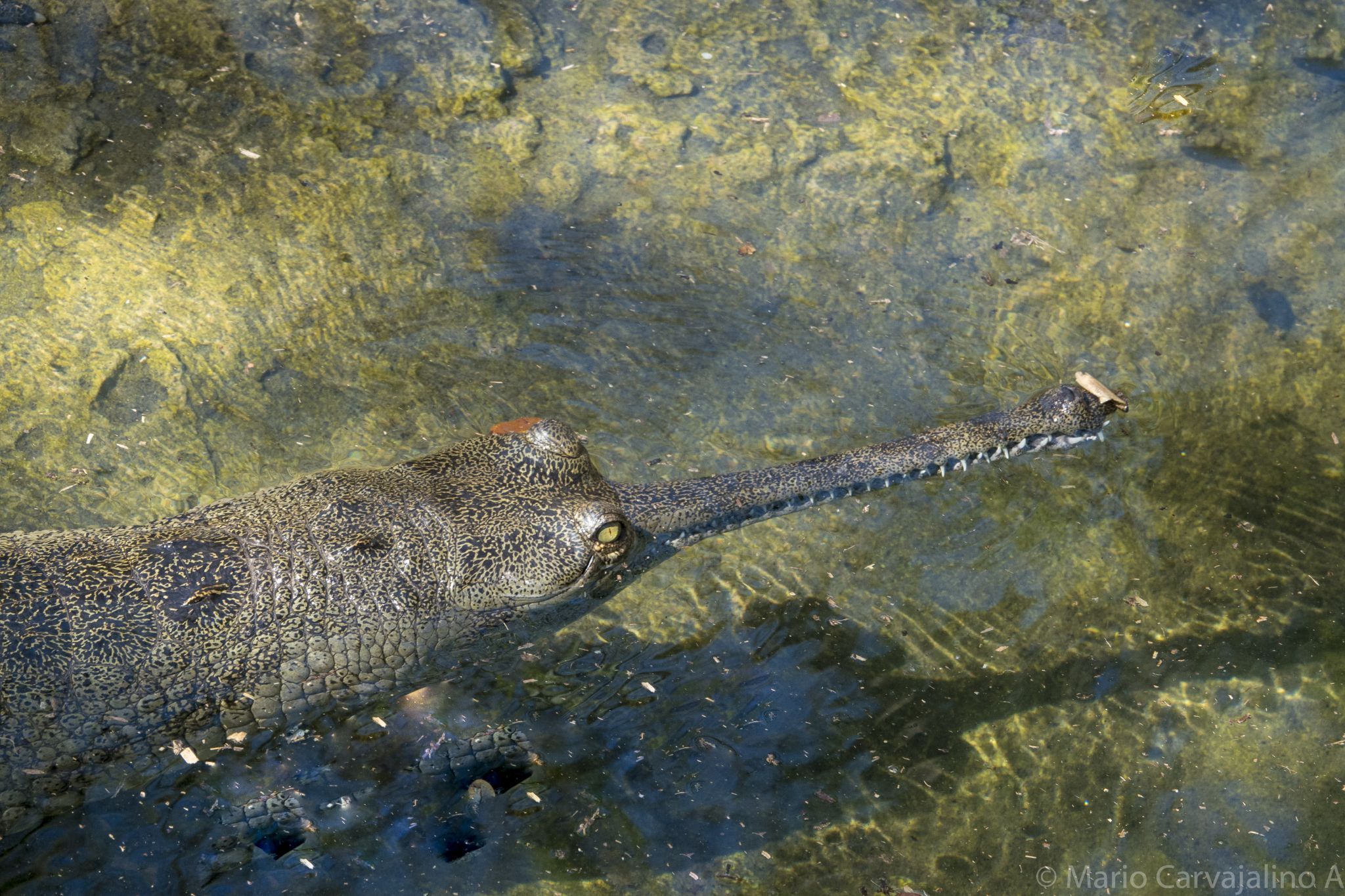 Tampa City Zoo, USA