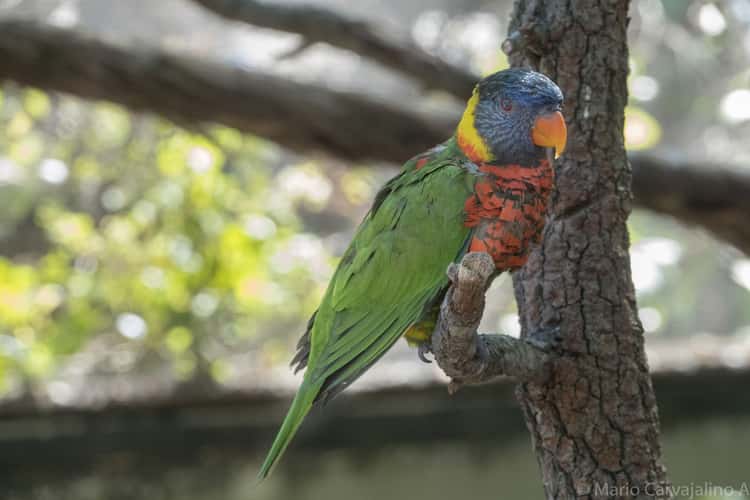 Tampa City Zoo