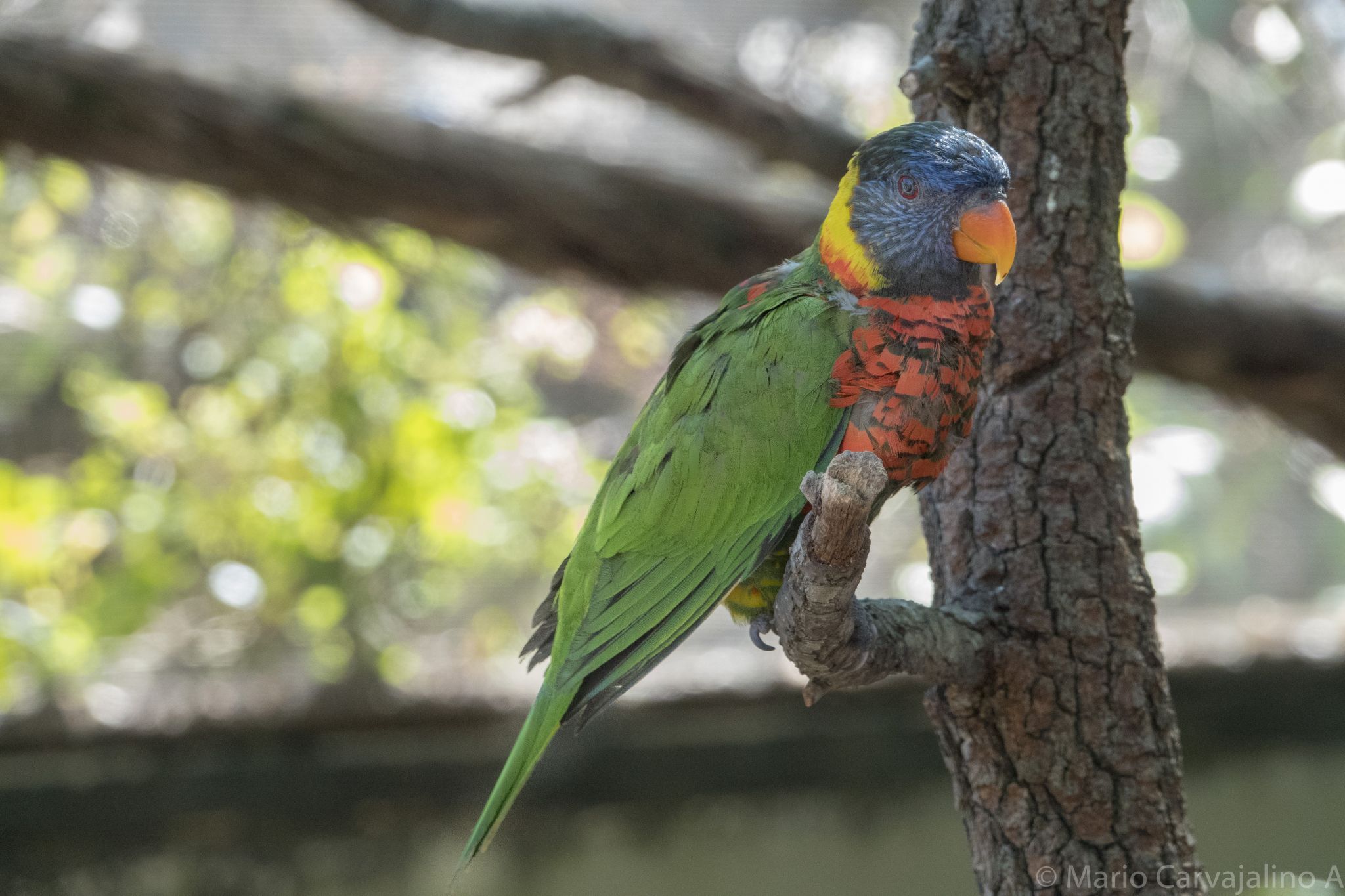 Tampa City Zoo, USA