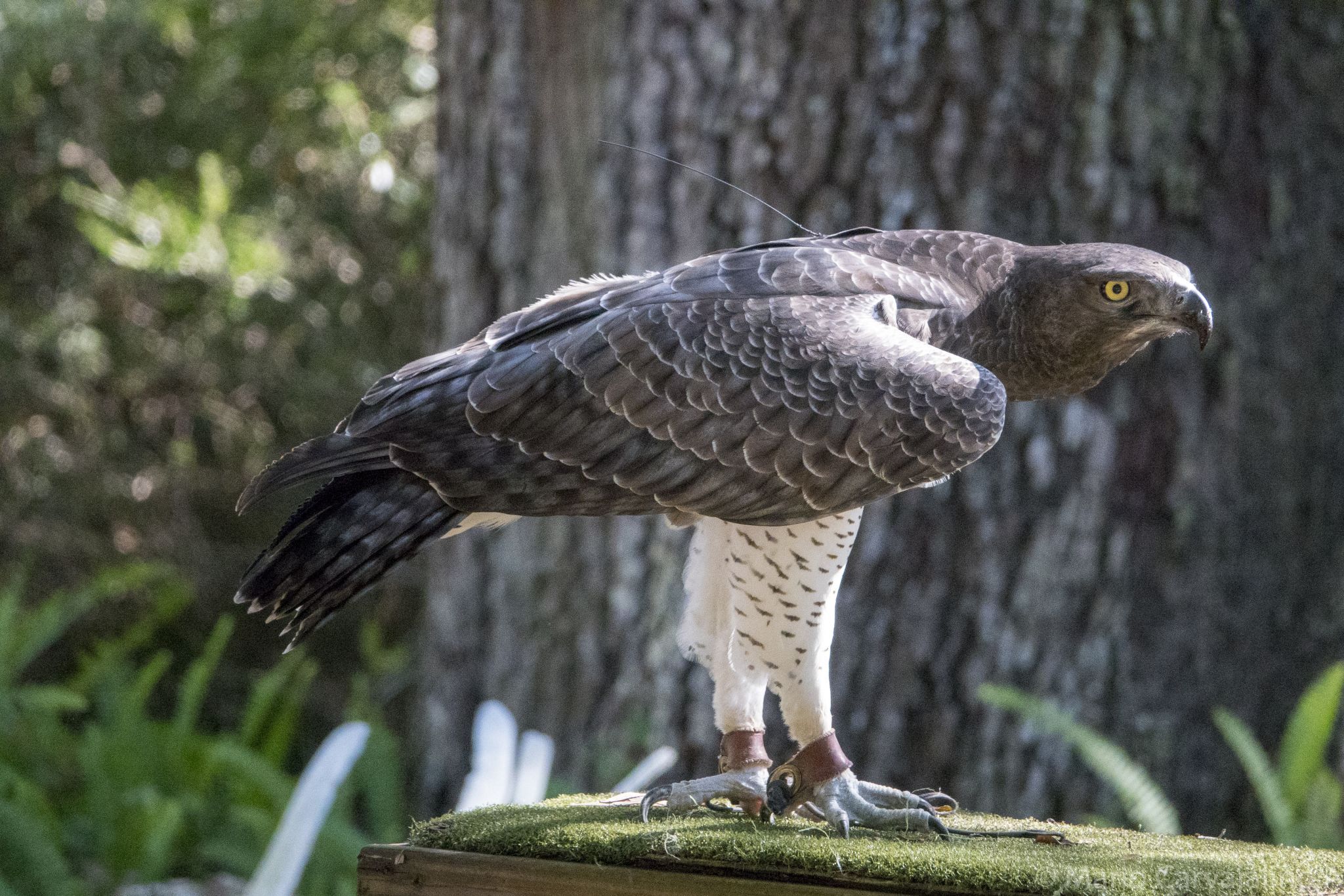 Tampa City Zoo, USA
