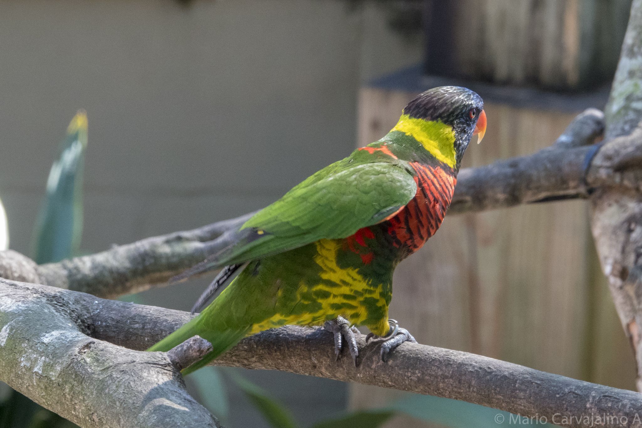 Tampa City Zoo, USA