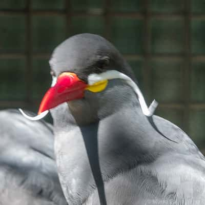 Tampa City Zoo, USA