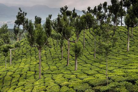 Tea plantation, Munnar- Kerala