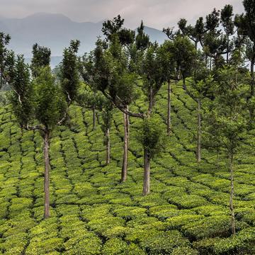 Tea plantation, Munnar- Kerala, India