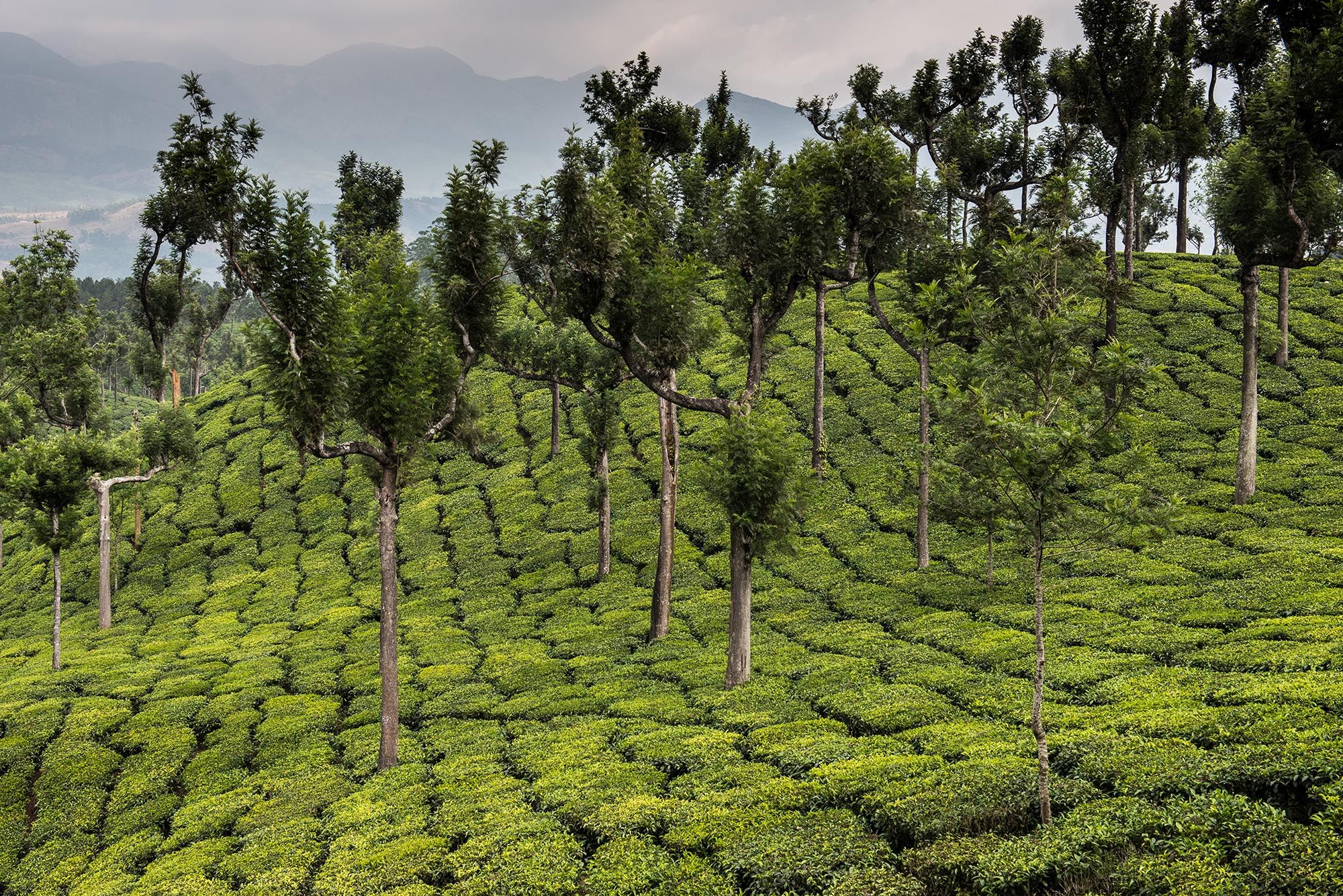 Tea plantation, Munnar- Kerala, India