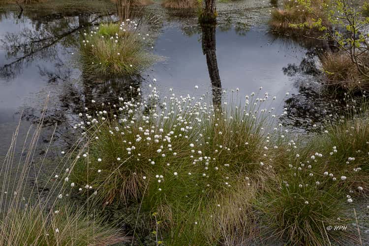 Tister Bauernmoor
