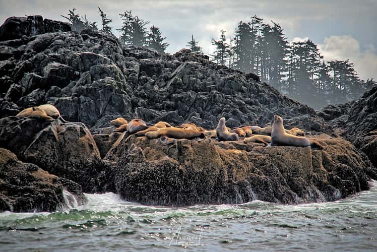 Ucluelet