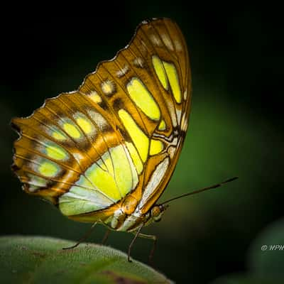 Alaris Schmetterlingspark, Buchholz, Germany