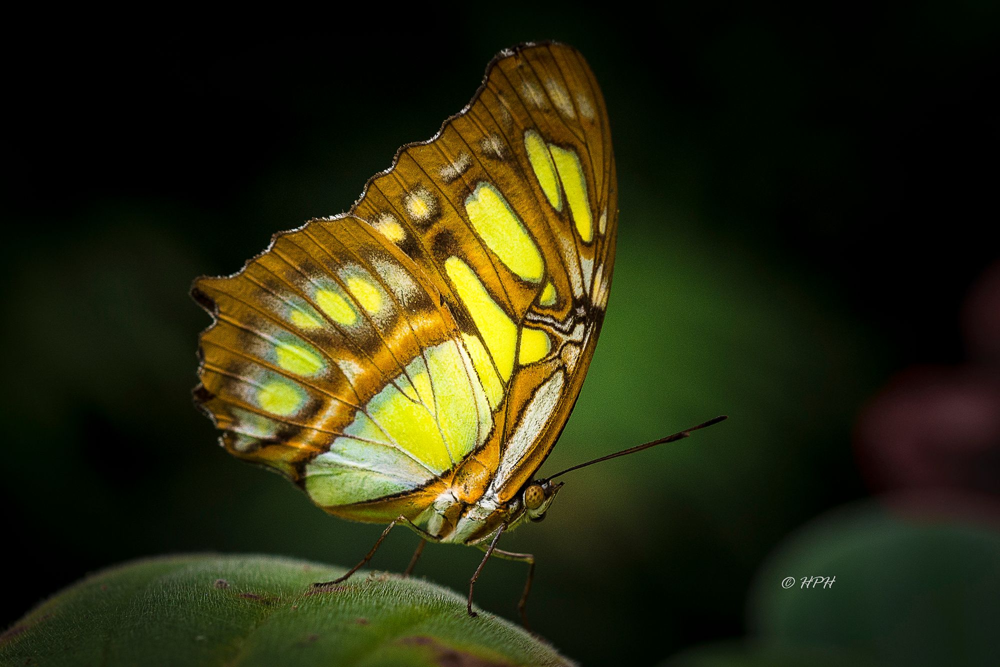 Alaris Schmetterlingspark, Buchholz, Germany