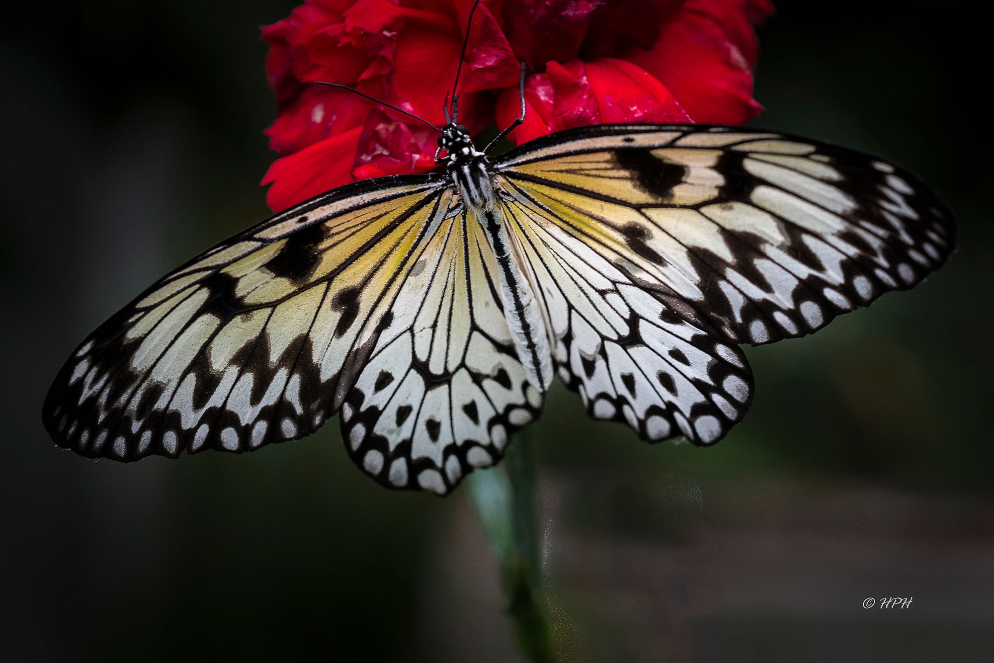Alaris Schmetterlingspark, Buchholz, Germany