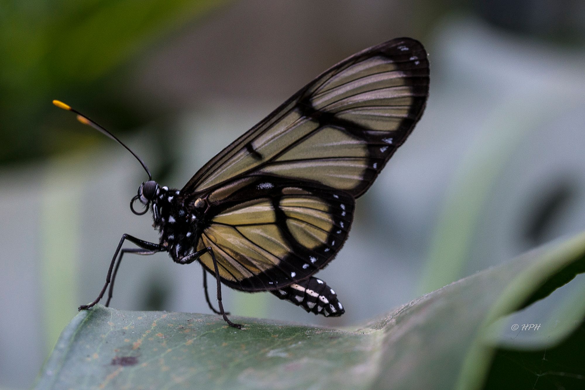 Alaris Schmetterlingspark, Buchholz, Germany