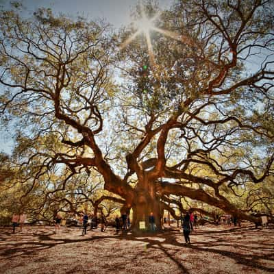 Angel Oak, USA