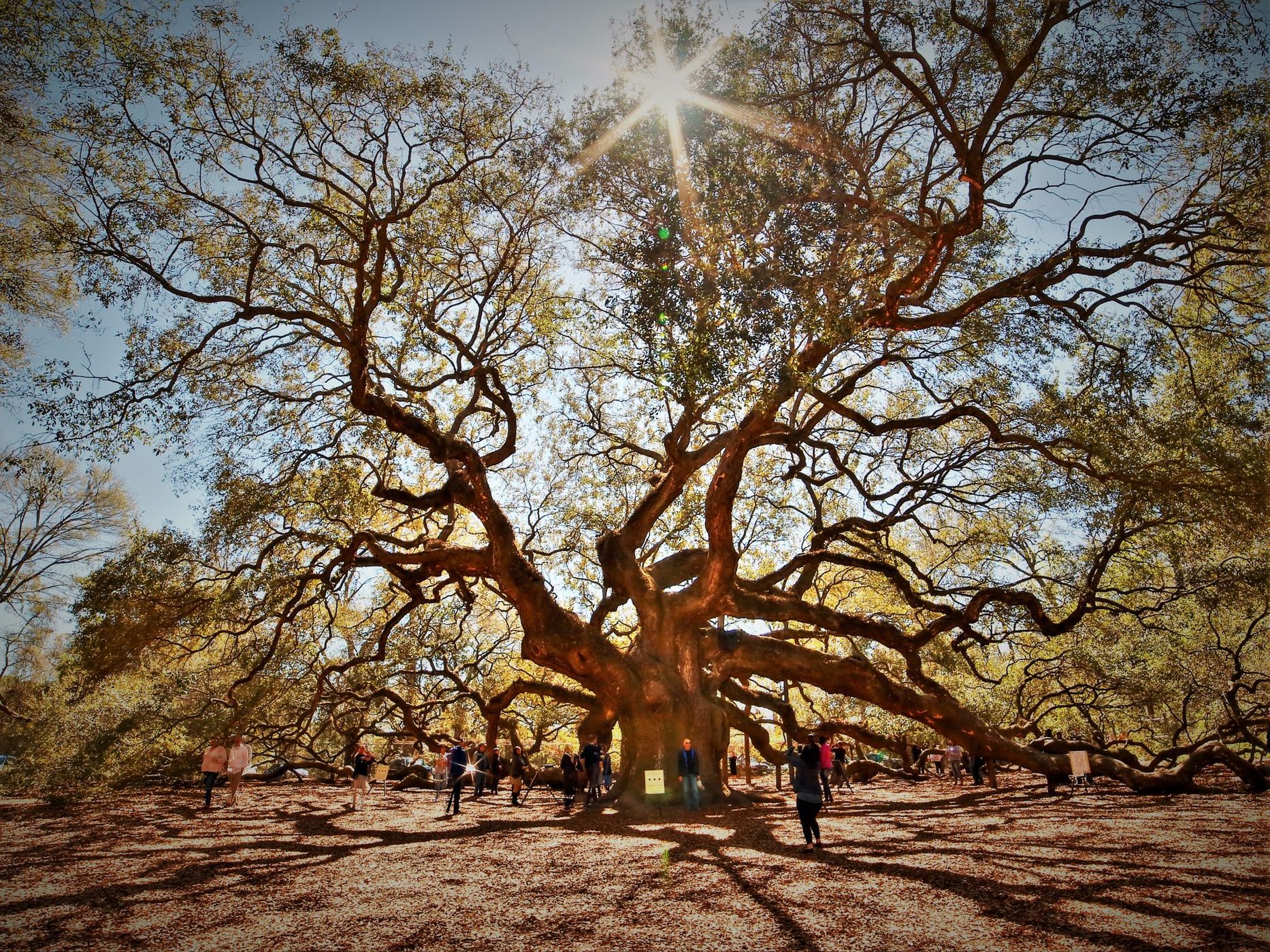 Angel Oak, USA
