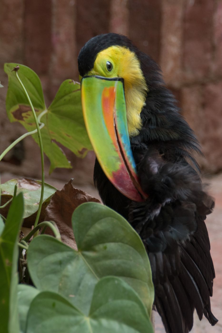 Bantu Hotel, Colombia