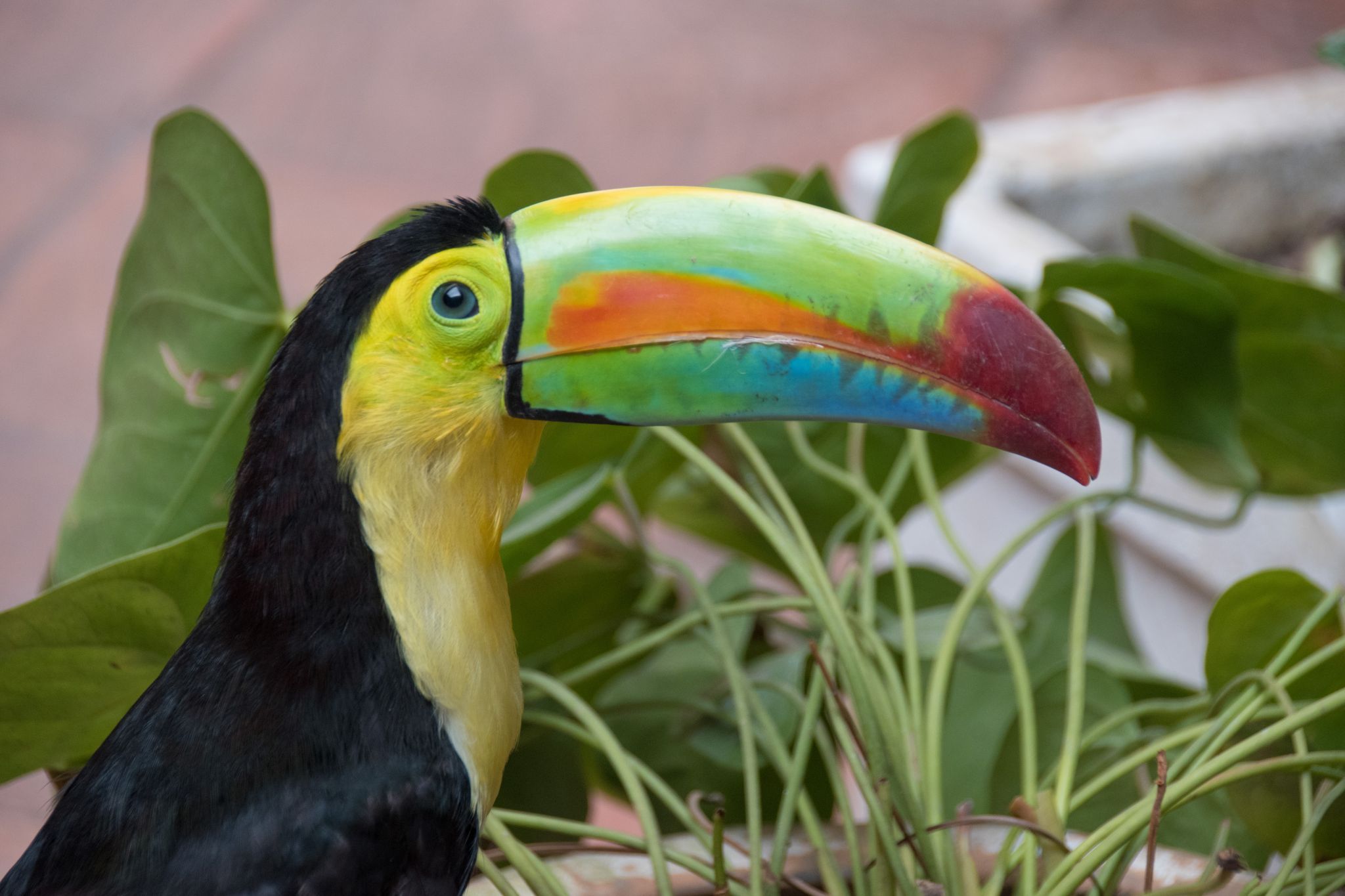 Bantu Hotel, Colombia