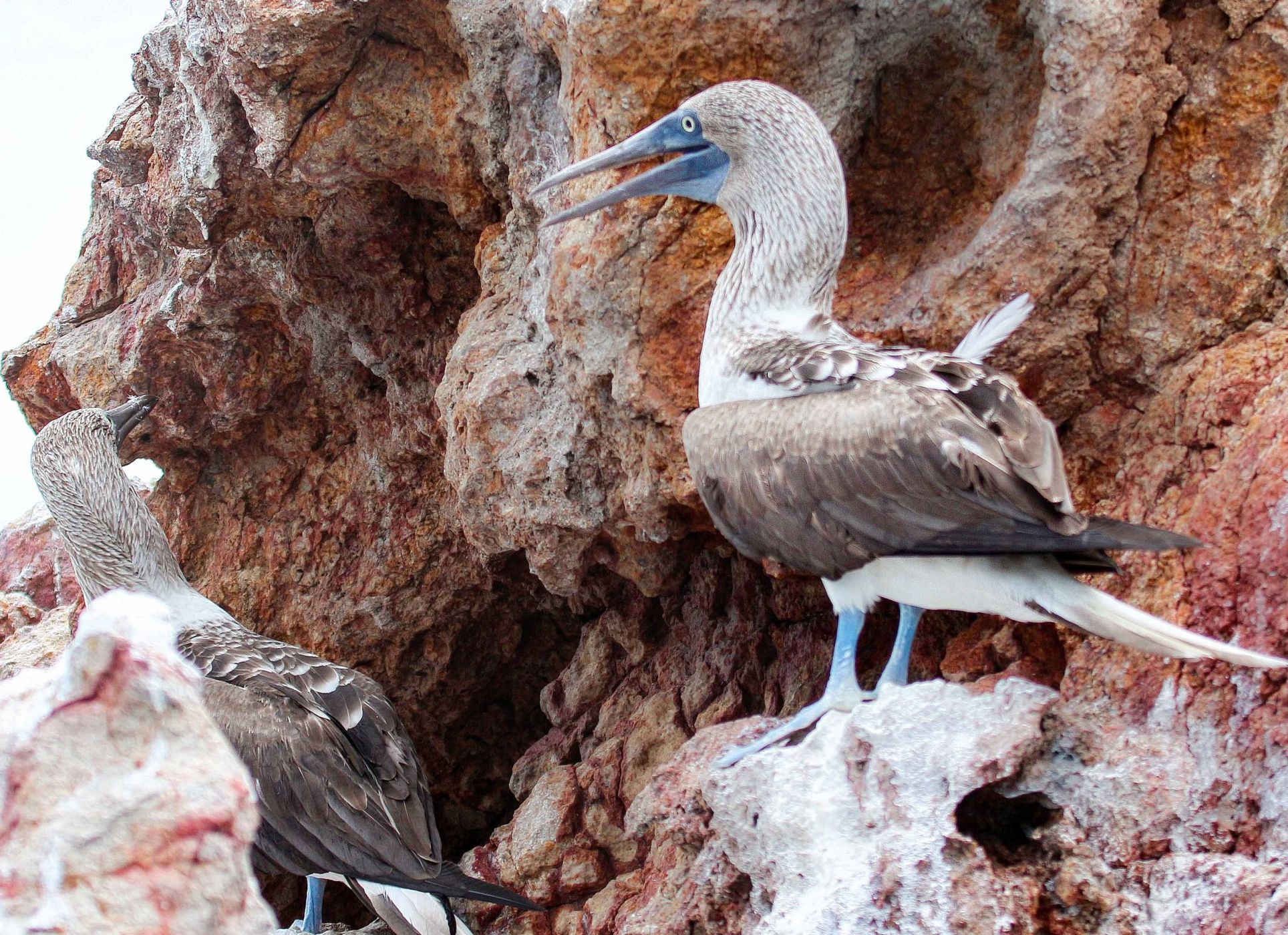 Blue Footed Boobies, Mexico