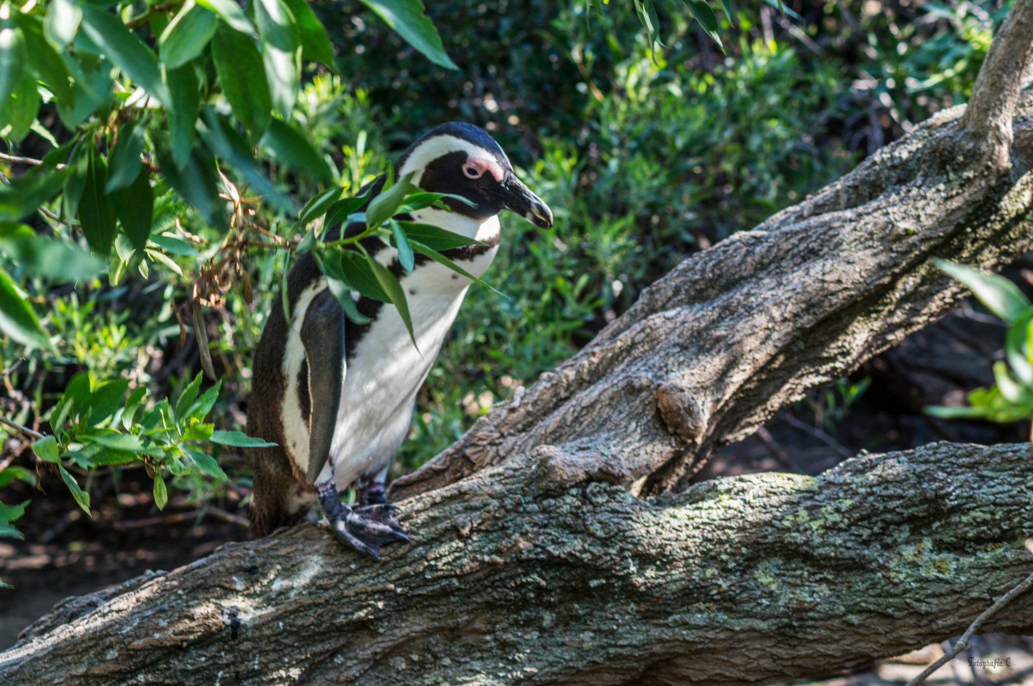 Boulders Penguin Colony, South Africa
